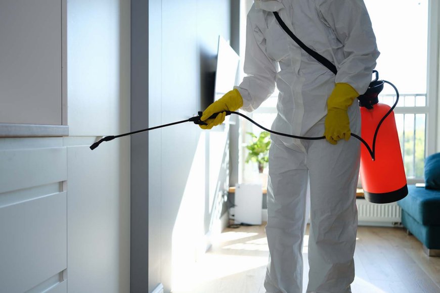 The Essential Termite Inspection Checklist for Baltimore Properties