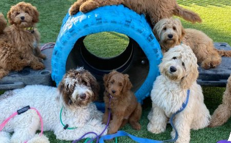 Fully Trained Dogs for Sale: Your Ideal Companion Awaits