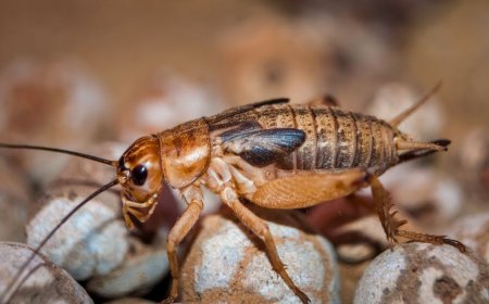 Say Goodbye to Pests: Smart Pest Control Solutions in Burnside Heights, Keilor Park & Derrimut